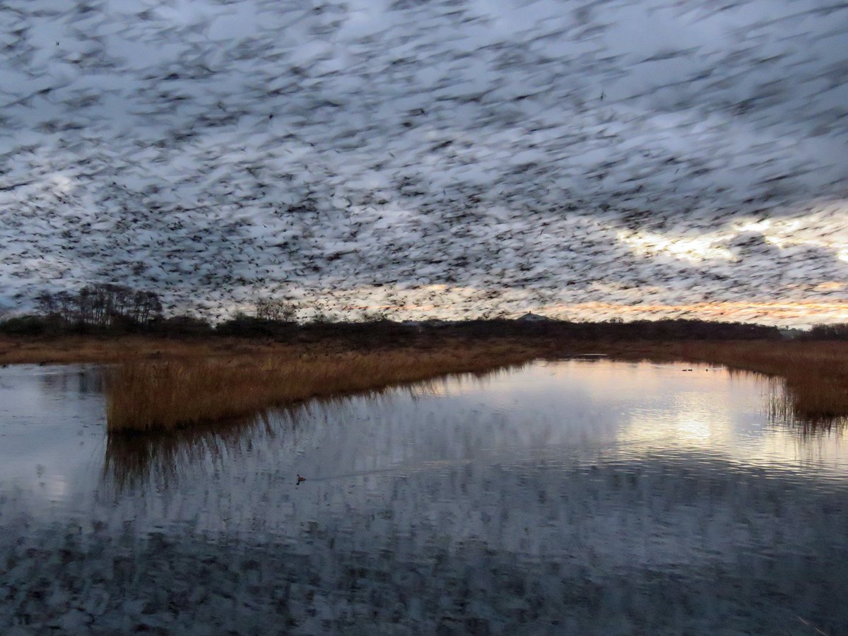 jcurtisart's tweet image. Lift Off!!
#Starlings this morning @RSPBSomerset Ham Wall