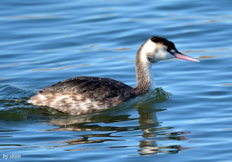 iauaauoo's tweet photo. Great Crested Grebe #birding https://t.co/PxCaZpUusT