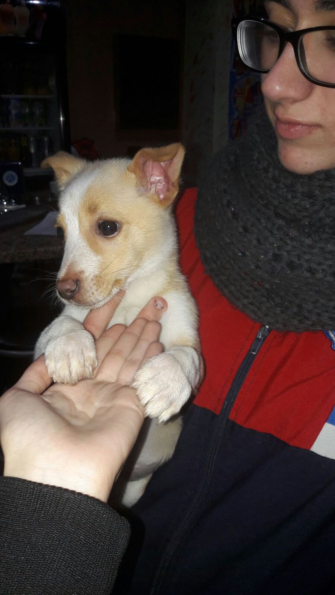 albaferreira13p's tweet photo. Se busca casa para esta cachorrita encontrada hoy en Ponteareas https://t.co/LwGuybo5OW