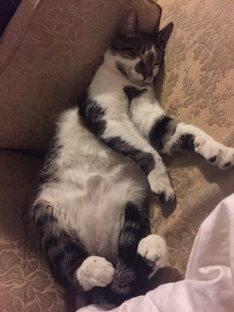 MySlowMoCat's tweet photo. This is how Roger naps. He is a mystery. #cats #catsoftwitter #catyoga #cute #sleepy #sleepykitty #sweet https://t.co/c1z6baOu9z