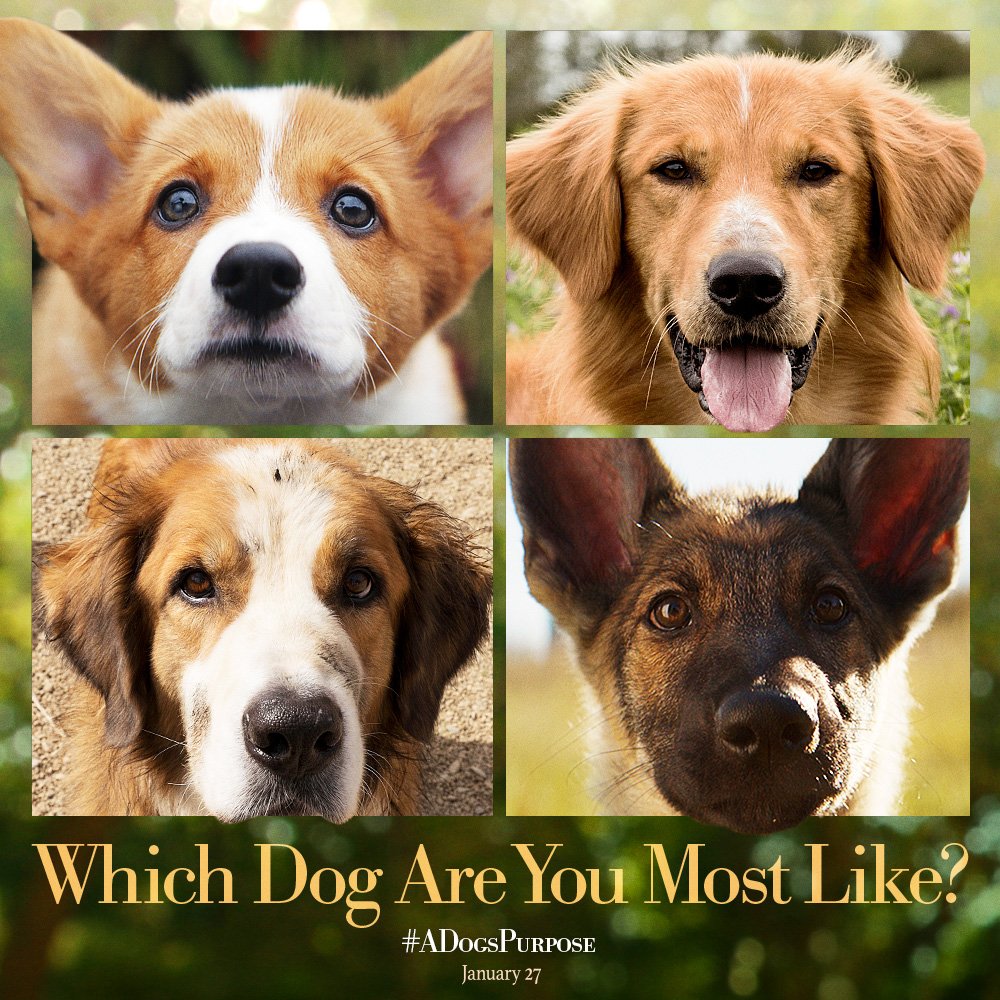 Resultado de imagen para a dog's purpose