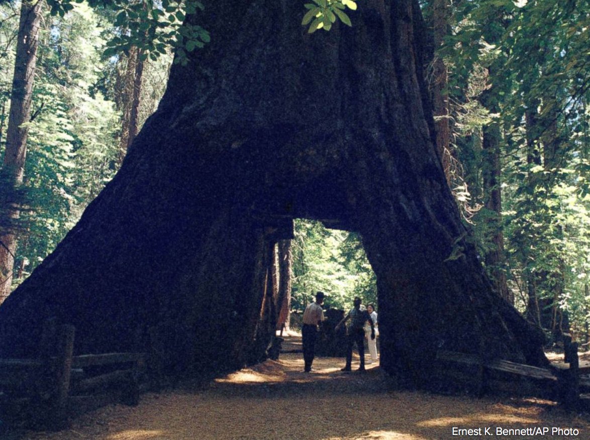 GMA's tweet photo. Beloved centuries-old Giant Sequoia tree in California with tunnel in its trunk is brought down by storm: https://t.co/ZchtFdDvG3 https://t.co/FPn2OIlK8g