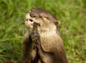 TalkAngling's tweet image. Otters - cull or not? RT for Yes or Like for No