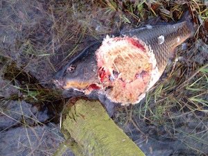 TalkAngling's tweet image. Otters - cull or not? RT for Yes or Like for No