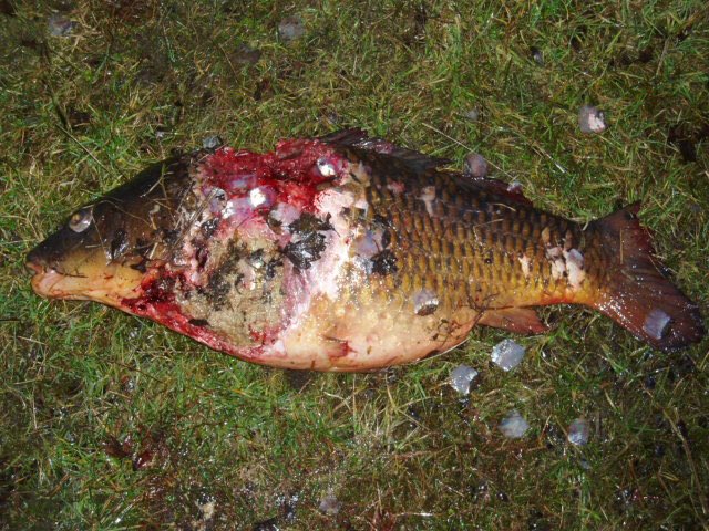 TalkAngling's tweet image. Otters - cull or not? RT for Yes or Like for No