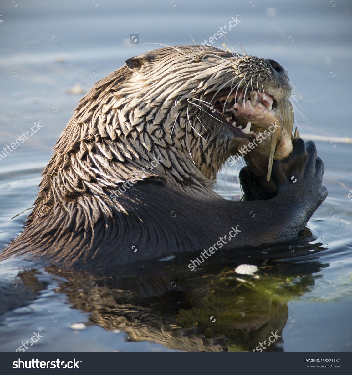 TalkAngling's tweet image. Otters - cull or not? RT for Yes or Like for No