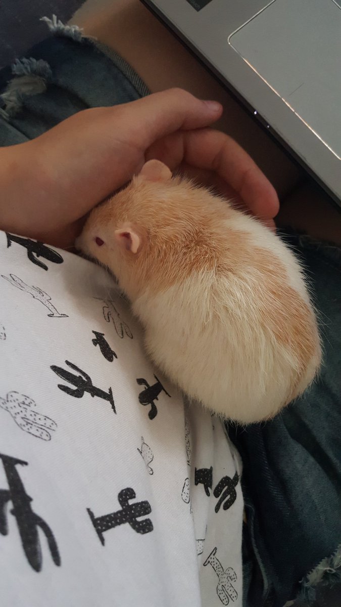 tinypedal's tweet image. 