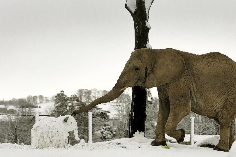 ScotlandNow's tweet photo. #Mondula the elephant is pining for a friend ๐ #ScotlandsLonelyElephant #BlairDrummondSafariPark #elephant https://t.co/ItPzxhj6sr https://t.co/QIZ5MKdAmX