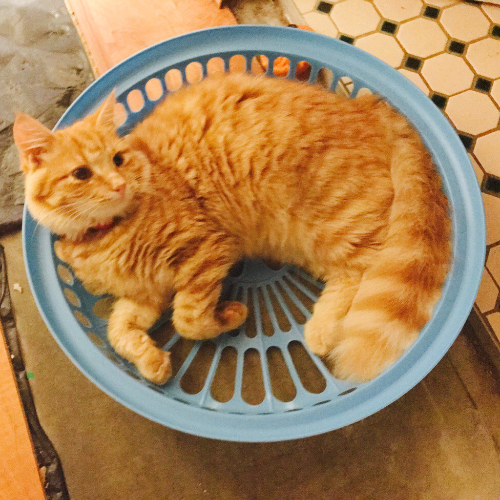 goelsewhere_'s tweet photo. #cat doing #cute things. Oh... cat. https://t.co/Wcf6wEWm7f