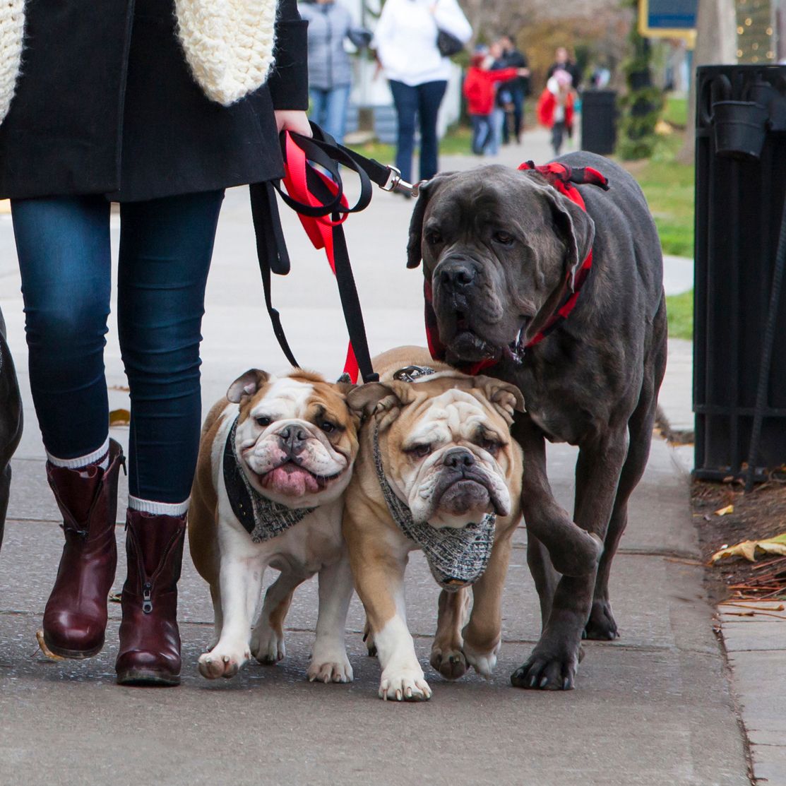 rawcorawfood's tweet photo. THOSE FACES 😂 Alice the happy-go-lucky, Harley the grump, & Bosco the "Oh, is that a squirrel?" #rawco #hilariousfaces #dogfaces #pack #dogs https://t.co/RH7RlhG7k5