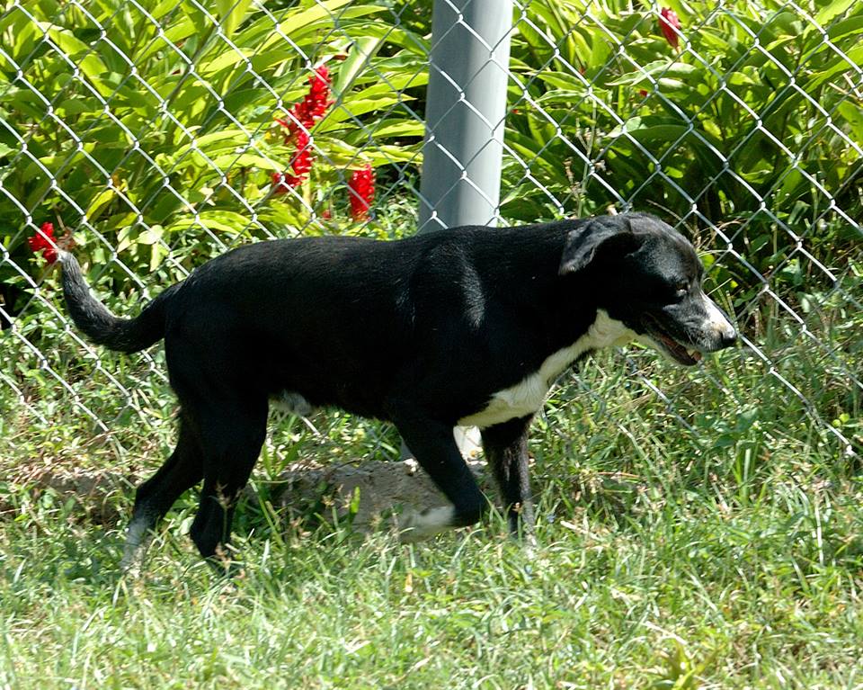 Perucho fue rescatado de un decomiso en el Parque del Oeste y ahora espera hogar #ADOPTA ow.ly/TMQj307AOtQ