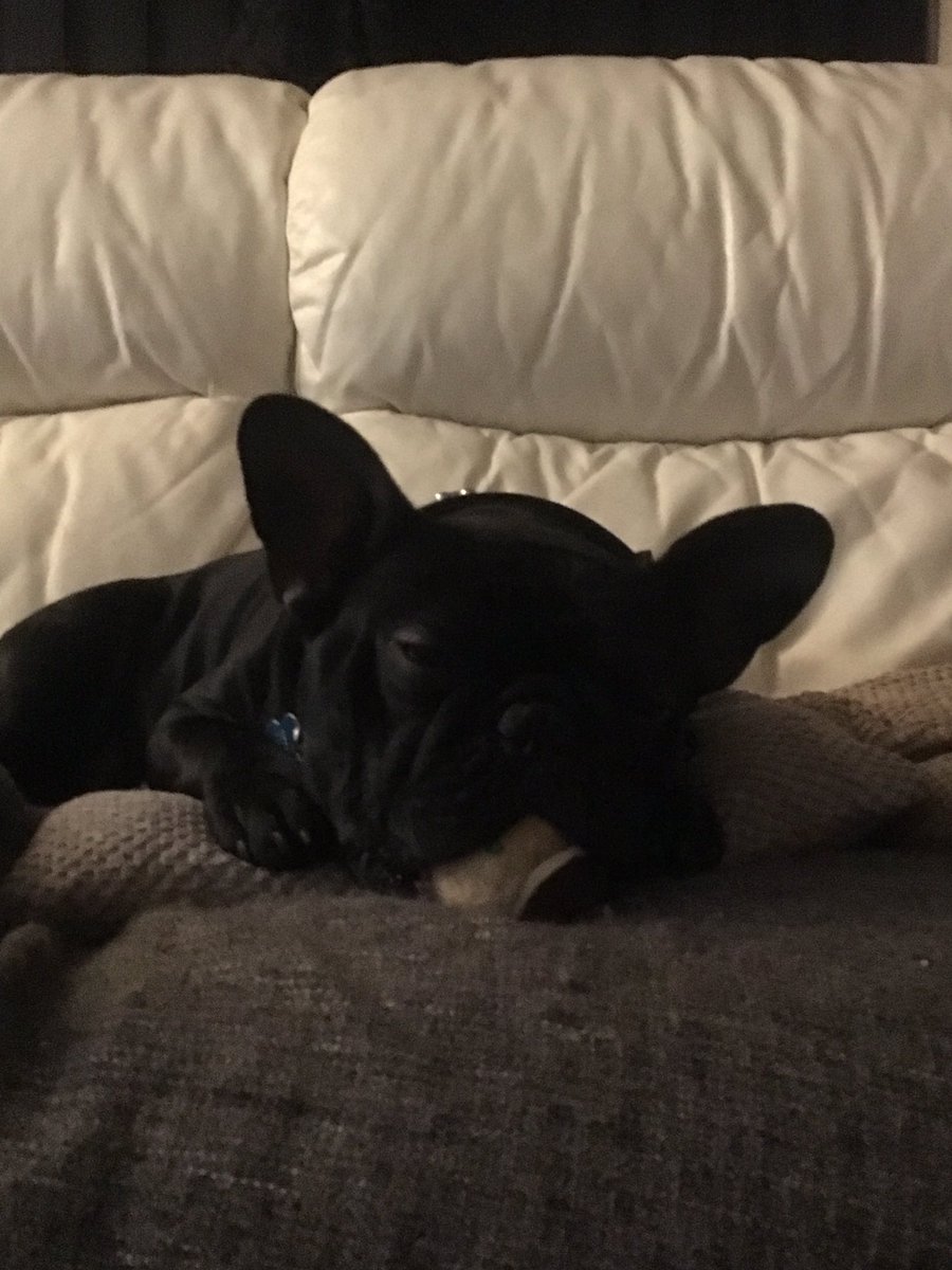hugo_3012's tweet photo. Sleeping with my tennis ball #frenchbulldog #Frenchie #tennisball #lovemysleep #happypuppy https://t.co/kBJ5Y6L62Q