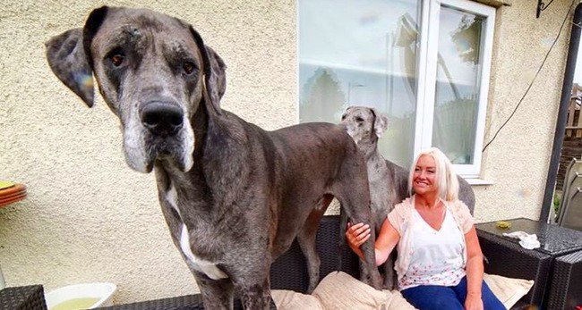 世界一大きい犬