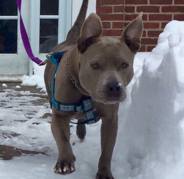 humaneworldorg's tweet photo. #ColdWeather tip: Protect your pup by wiping their paws with a lukewarm, damp towel if they've walked on salt. They'll ❤️you for it! https://t.co/N2p96fAXxf