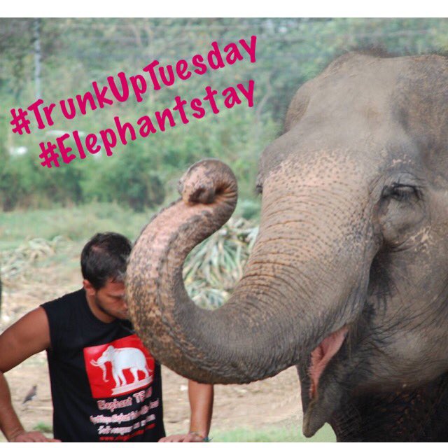 Elephantstay's tweet image. #TrunkUpTuesday at #Elephantstay! 🐘🐘🐘
#Yitor - April 2016