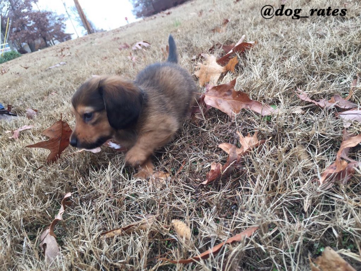 dog_rates's tweet photo. This is Bear. He's a passionate believer of the outdoors. Leaves excite him. 12/10 would hug softly https://t.co/FOF0hBDxP8