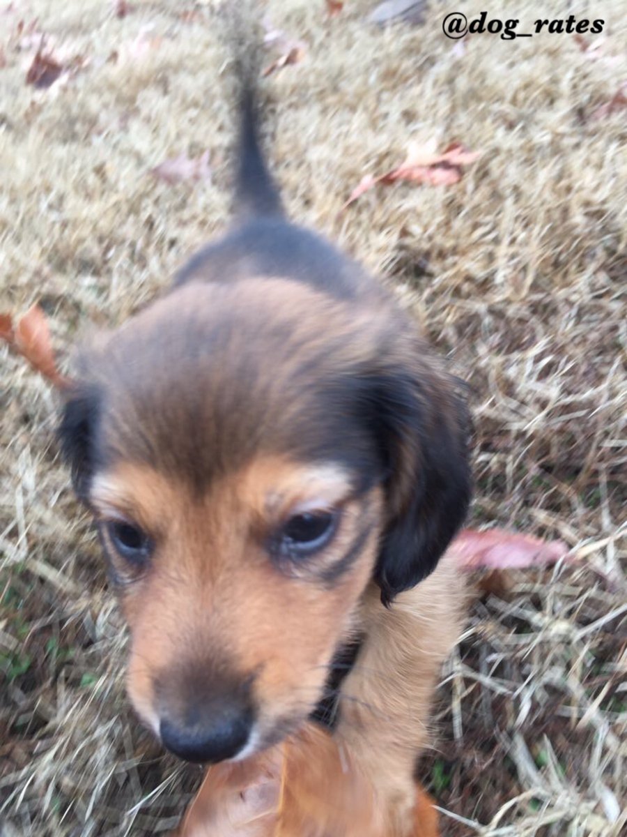 dog_rates's tweet photo. This is Bear. He's a passionate believer of the outdoors. Leaves excite him. 12/10 would hug softly https://t.co/FOF0hBDxP8