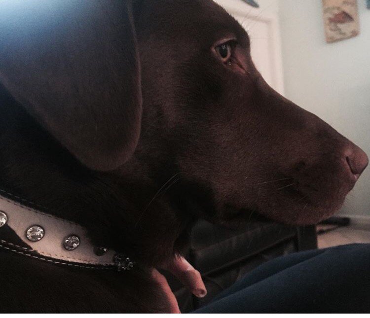 fancyface651's tweet photo. Happy 9 months you beautiful girl 🐶❤️ #labsofinstagram #naiathelab #dogs #lab-life https://t.co/E6xZev3gWW