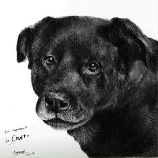 infoanimalchile's tweet photo. No podemos pedir q ames a los perros, pero sí que exista un respeto. Cholito no merecía esto  #JusticiaParaCholito https://t.co/uGWE2nHaMD