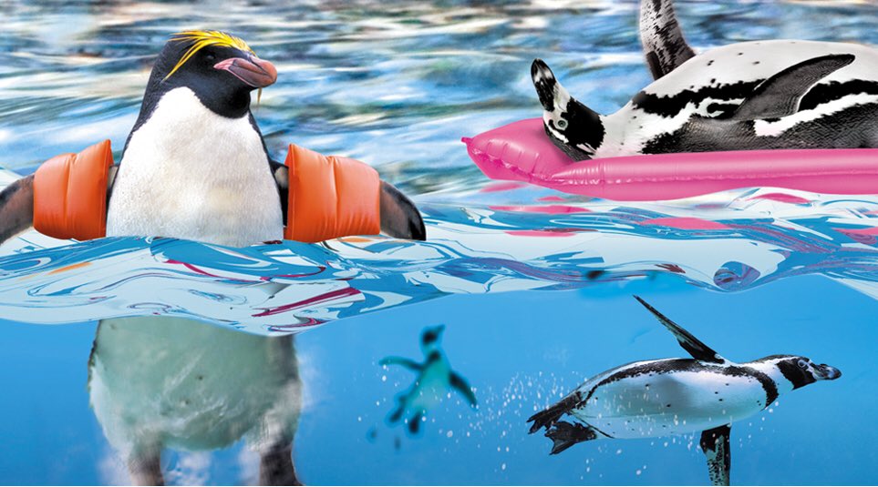 AquadocPools tweet picture