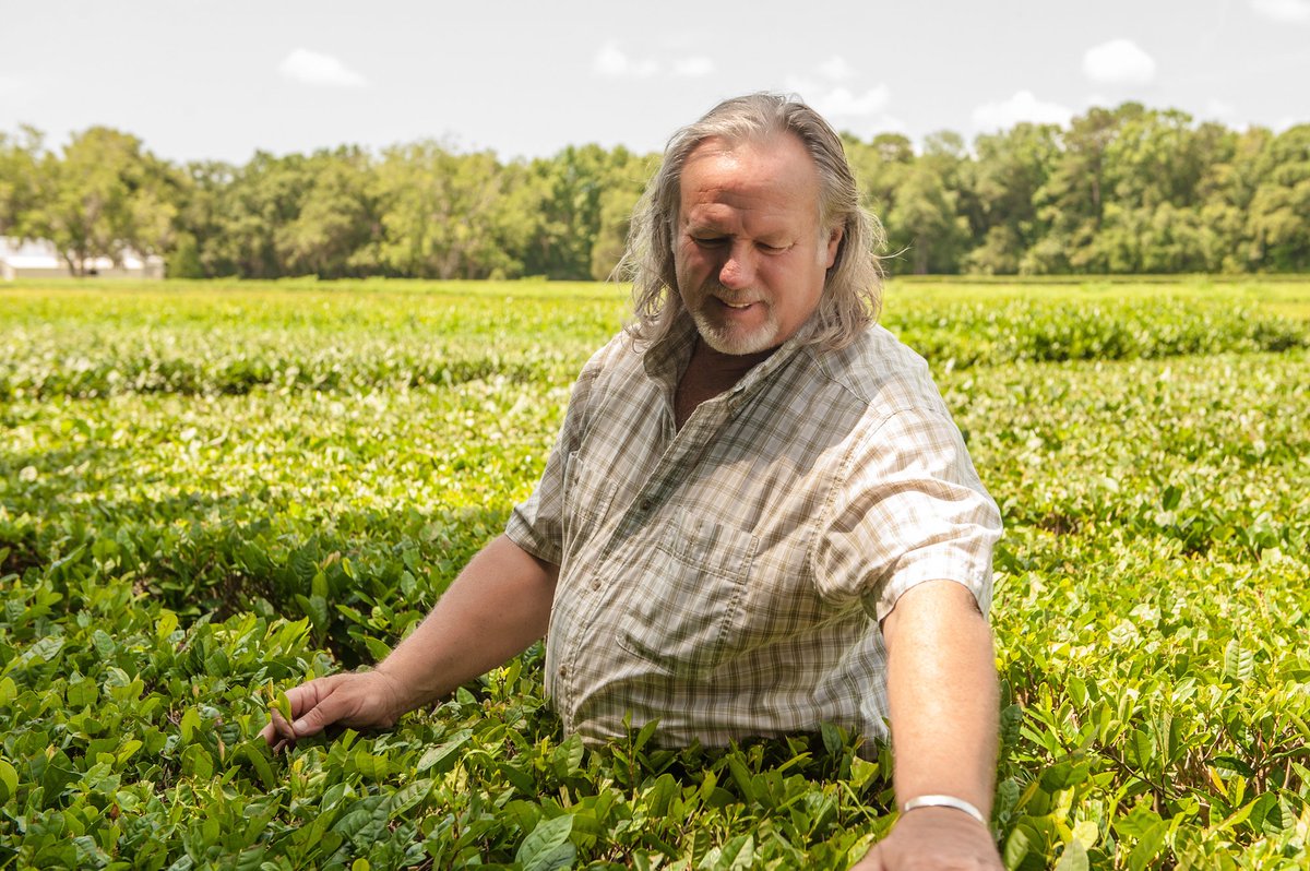 Charleston Tea Garden tweet media