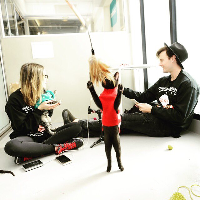 FoundAnimalsOrg's tweet image. Put 1 hand up if you love your cat🖐 Put 2 hands up if your cat is microchipped 🙌😻 #microchipmonday #meowmonday foundanimals.org #cats