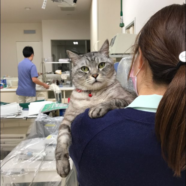 あおねこ動物病院 Aonekoac Twitter