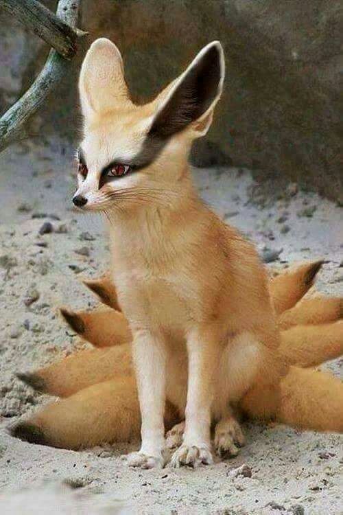 Master0fhyrule On Twitter This Animal Reminds Me Of Vulpix