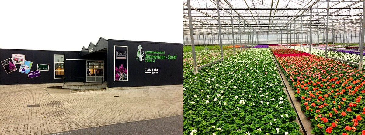 Luiten Greenhouses (@luitengreenhous) on Twitter photo In het voorjaar gaan wij ons steentje bijdragen bij <a href="/AmmerlaanSosef/">Jef Ammerlaan-Sosef</a>, een mooi nieuwbouw project in het Westland bit.ly/2izajJo In het voorjaar gaan wij ons steentje bijdragen bij <a href="/AmmerlaanSosef/">Jef Ammerlaan-Sosef</a>, een mooi nieuwbouw project in het Westland bit.ly/2izajJo