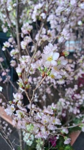 富山市観光協会 富山駅では一足早く春が訪れています 1月10日 火 16日 月 啓翁桜の展示が行われています 尚本日16時 18時 啓翁桜の切り花販売もあります 詳しくは山田村花木生産組合 T Co Eksdhcnb2b 富山市観光協会 富山駅では一足早く春が訪れています 1月10日 火 16日 月 啓翁桜の展示が行われています 尚本日16時 18時 啓翁桜の切り花販売もあります 詳しくは山田村花木生産組合 T Co Eksdhcnb2b