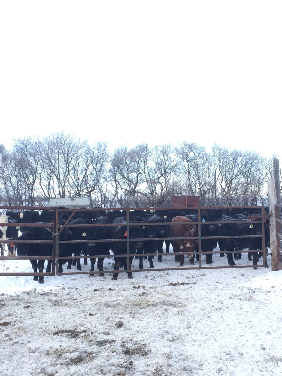 Thanks <a href="/khextall/">Kim Hextall</a> for the #beforetheplatechallenge nomination! Tagging 3 more to keep the #agpositivity going!