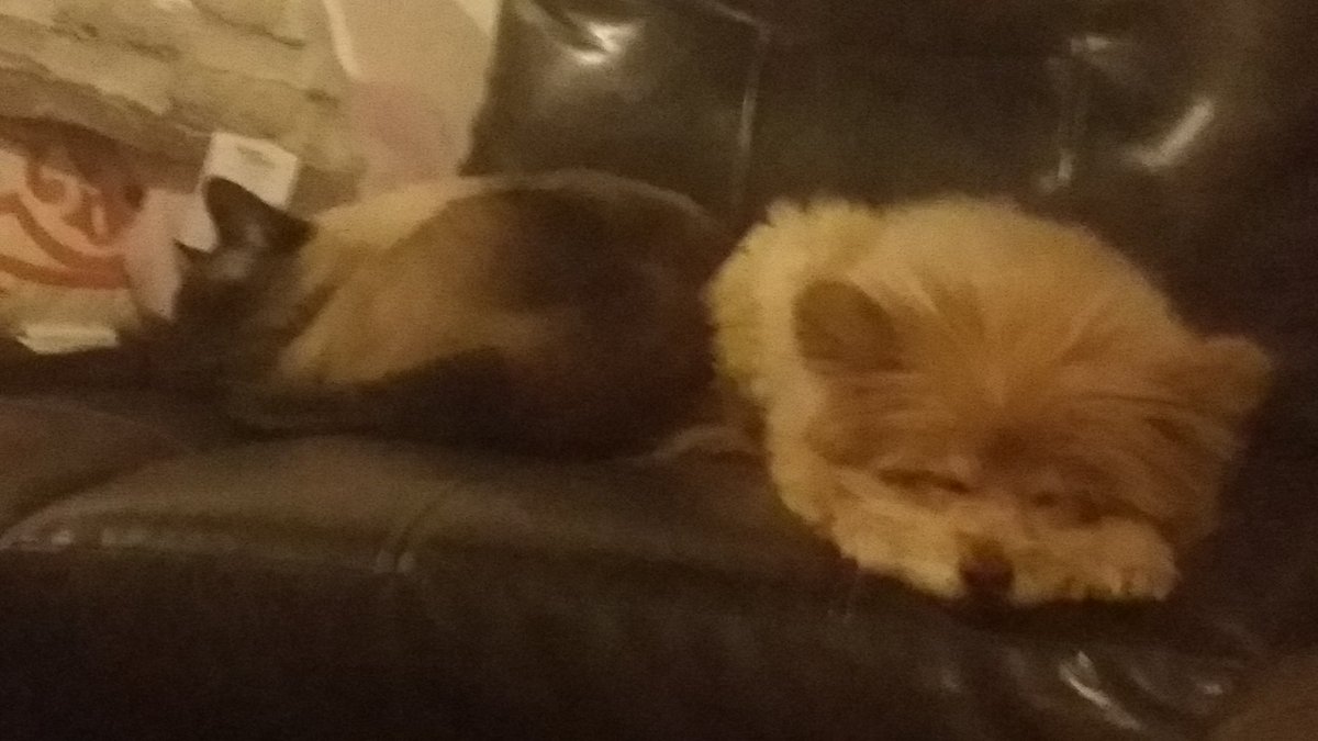 treebefree's tweet photo. Sleepytime https://t.co/2CX9cjemOf