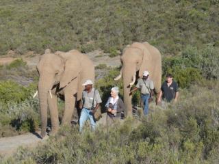 ElaineCorbett7's tweet photo. @IndaluGame what a wonderful experience to walk with these magnificent #elephants in amazing scenery #MosselBay https://t.co/Ar3SOqSVkO