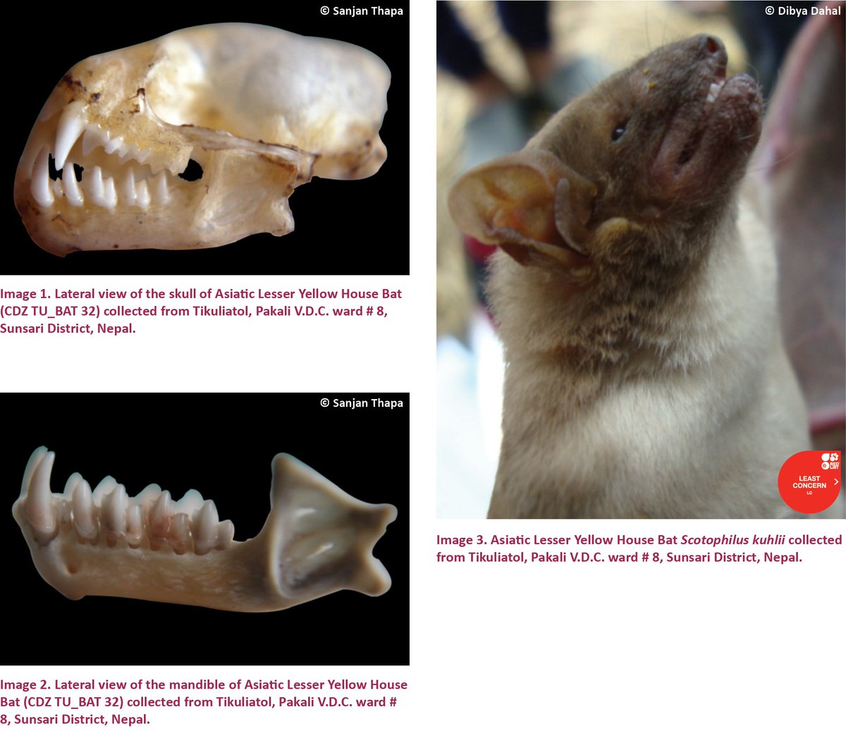 Threatened_Taxa's tweet image. #FirstRecord of Asiatic Lesser Yellow House Bat (Scotophilus kuhlii Leach, 1821) from #Nepal: dx.doi.org/10.11609/jott.…
#mammalwatching #bats