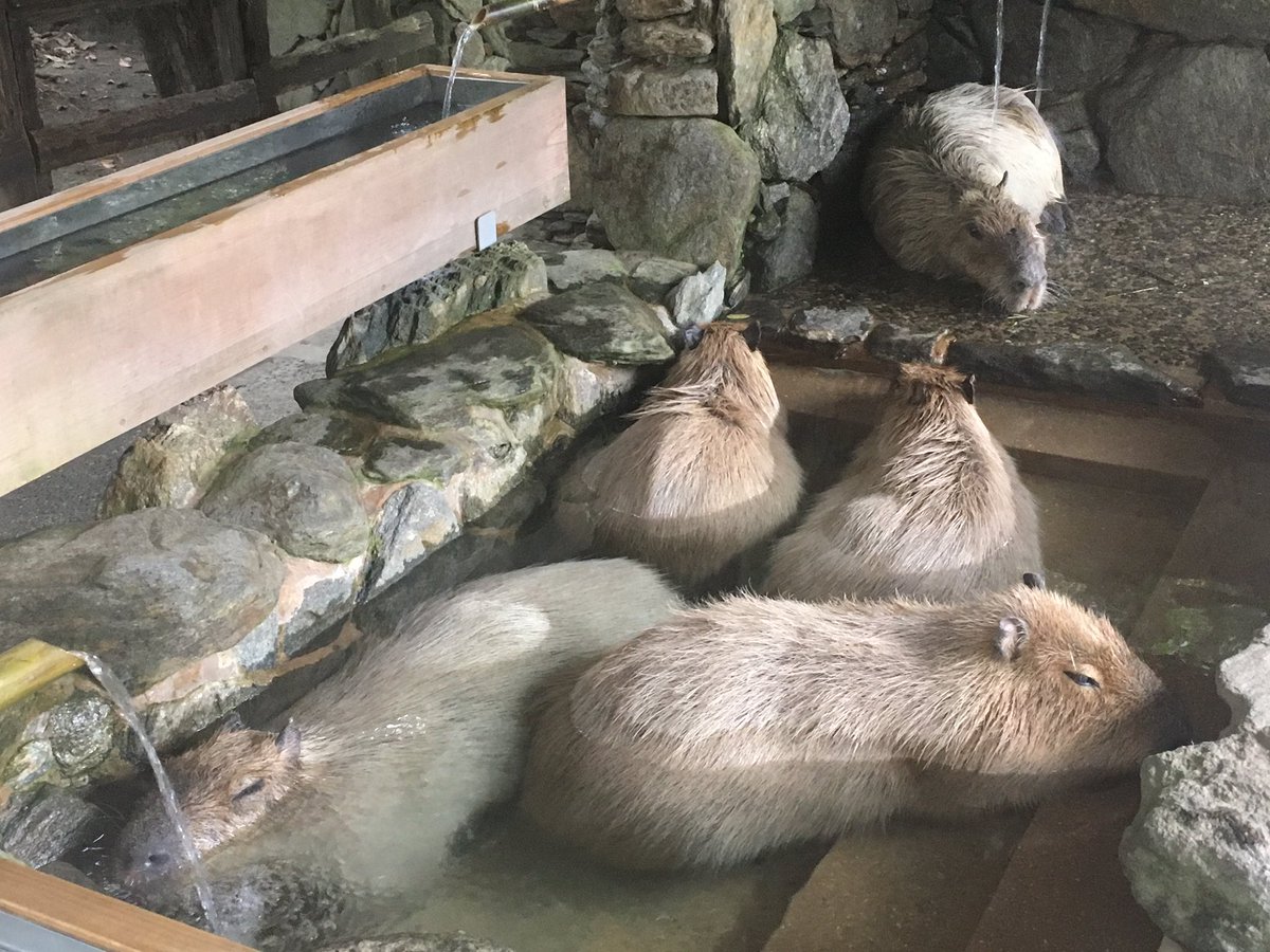 長崎バイオパークに行くと他の動物園が物足りなくなる カンガルーが目の前で殴り合う 濡れたカピバラにタックルされる Togetter 長崎バイオパークに行くと他の動物園が物足りなくなる カンガルーが目の前で殴り合う 濡れたカピバラにタックルされる Togetter