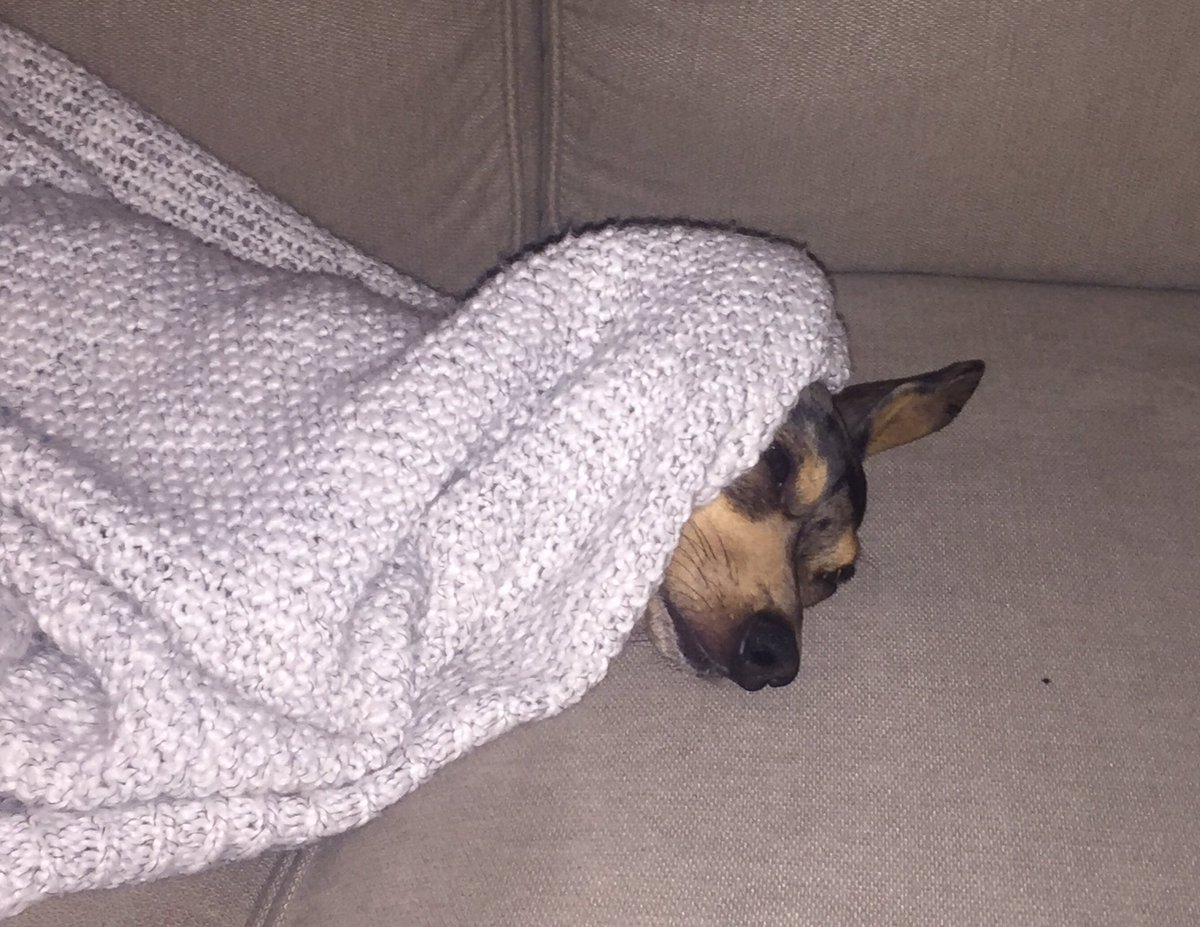 DavidChuckYordi's tweet photo. If this isn't the cutest dog then wtf is? I'm taking comments. Much love to @kate_eckstein @angstygurl #IfThenStatements https://t.co/8mEUTqQndp