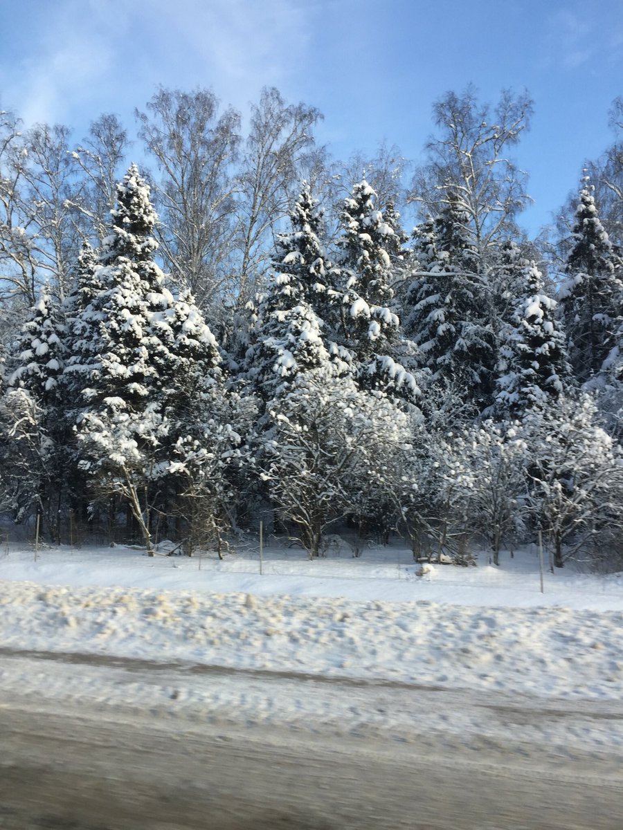 #snowday #FairyTail #forest