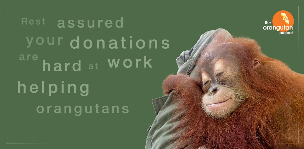 OrangutanTOP tweet picture