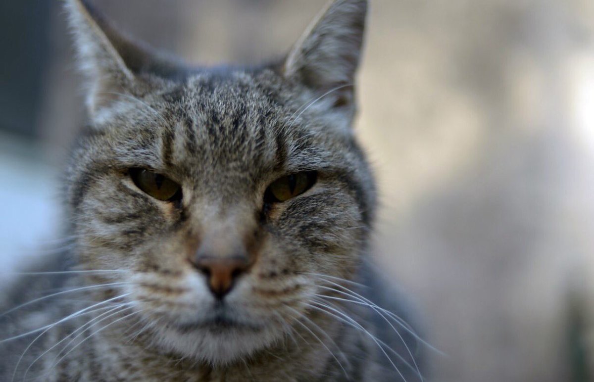 In a (feral) cat-flap: Australia's native species under threat - @SarahMLegge on @BBCWorld bbc.co.uk/programmes/p04…
#FeralCats 
Via @TSR_Hub