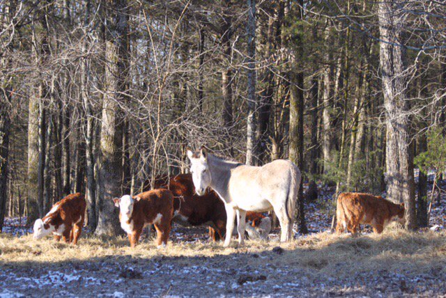 CharlieDaniels's tweet photo. This is Thurman's Twin Pines employee of the month
On the job at 8 degrees https://t.co/RGQ8Uigfe8