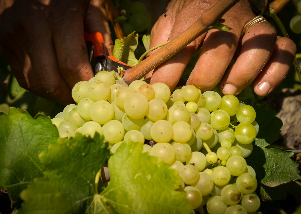 La recogida manual es una práctica que llevamos a cabo desde los inicios de la bodega. #JuvéStories