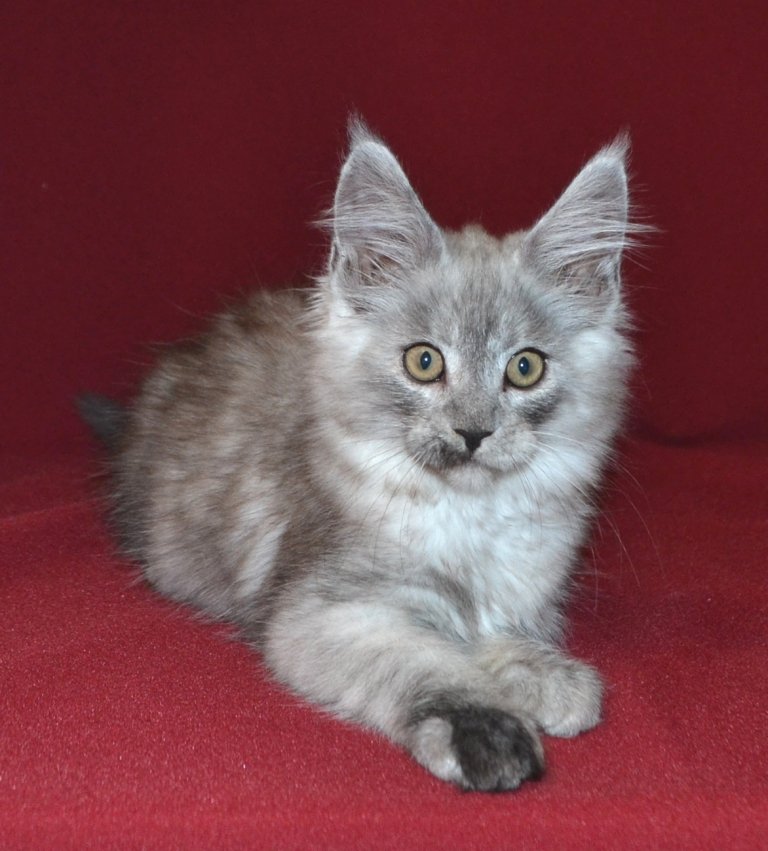 TraisiLine's tweet image. Очень деловая Патриция. Дата рождения 17.10.2016 г. Свободна в качестве домашней любимицы.