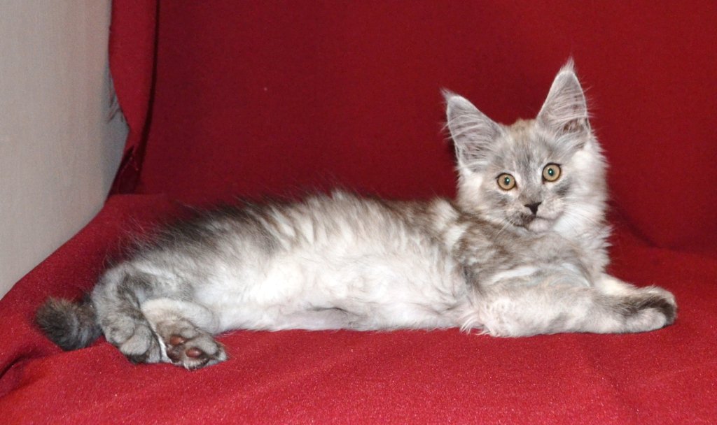 TraisiLine's tweet image. Очень деловая Патриция. Дата рождения 17.10.2016 г. Свободна в качестве домашней любимицы.