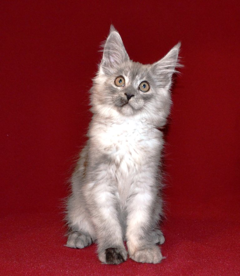 TraisiLine's tweet image. Очень деловая Патриция. Дата рождения 17.10.2016 г. Свободна в качестве домашней любимицы.