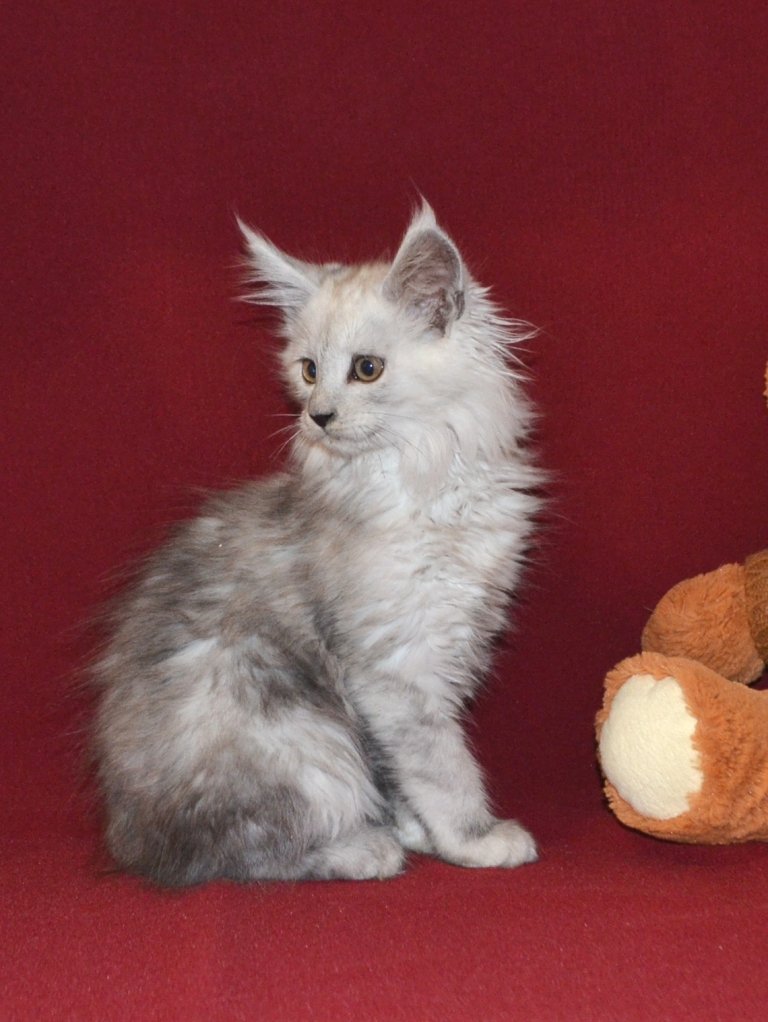 TraisiLine's tweet image. Меховушка-снегурочка Персия. Дата рождения 17.10.2016 г. Свободна в качестве домашней любимицы.