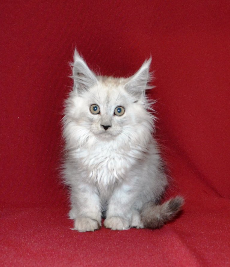 TraisiLine's tweet image. Меховушка-снегурочка Персия. Дата рождения 17.10.2016 г. Свободна в качестве домашней любимицы.