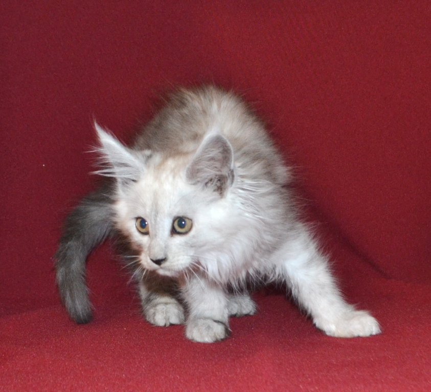TraisiLine's tweet image. Меховушка-снегурочка Персия. Дата рождения 17.10.2016 г. Свободна в качестве домашней любимицы.