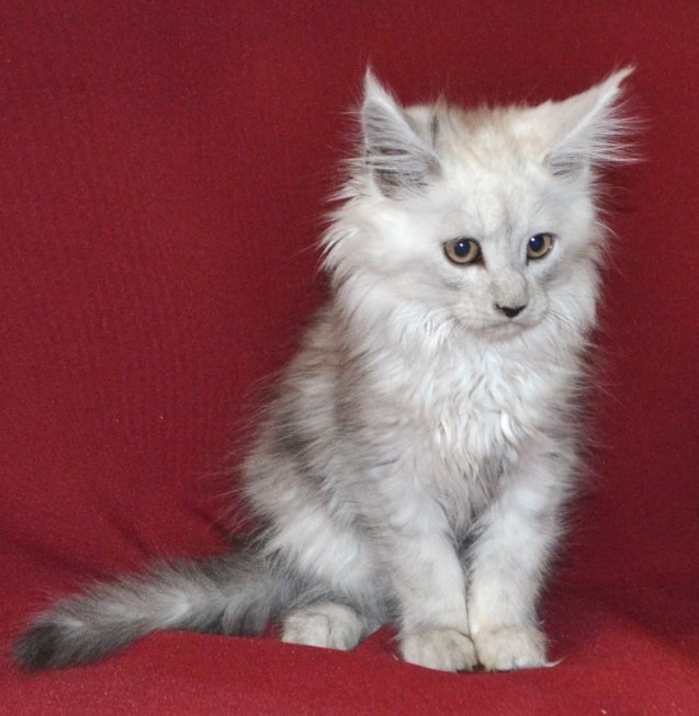 TraisiLine's tweet image. Меховушка-снегурочка Персия. Дата рождения 17.10.2016 г. Свободна в качестве домашней любимицы.