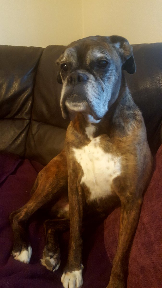 hippychic tweet media