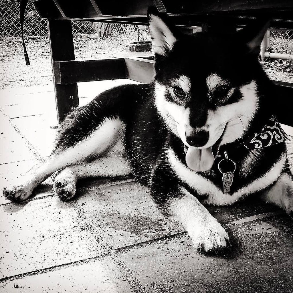 NuAns_jp's tweet photo. こんばんは、NEOgrapherです。友達の柴犬をパシャり。ちょっと遊びすぎてお疲れモード。結構なついてくれて可愛かったです。
#NuAns #NuAnsNEO #NEOgraph… https://t.co/gaeUAnr1zZ https://t.co/HKBFy3o2fz